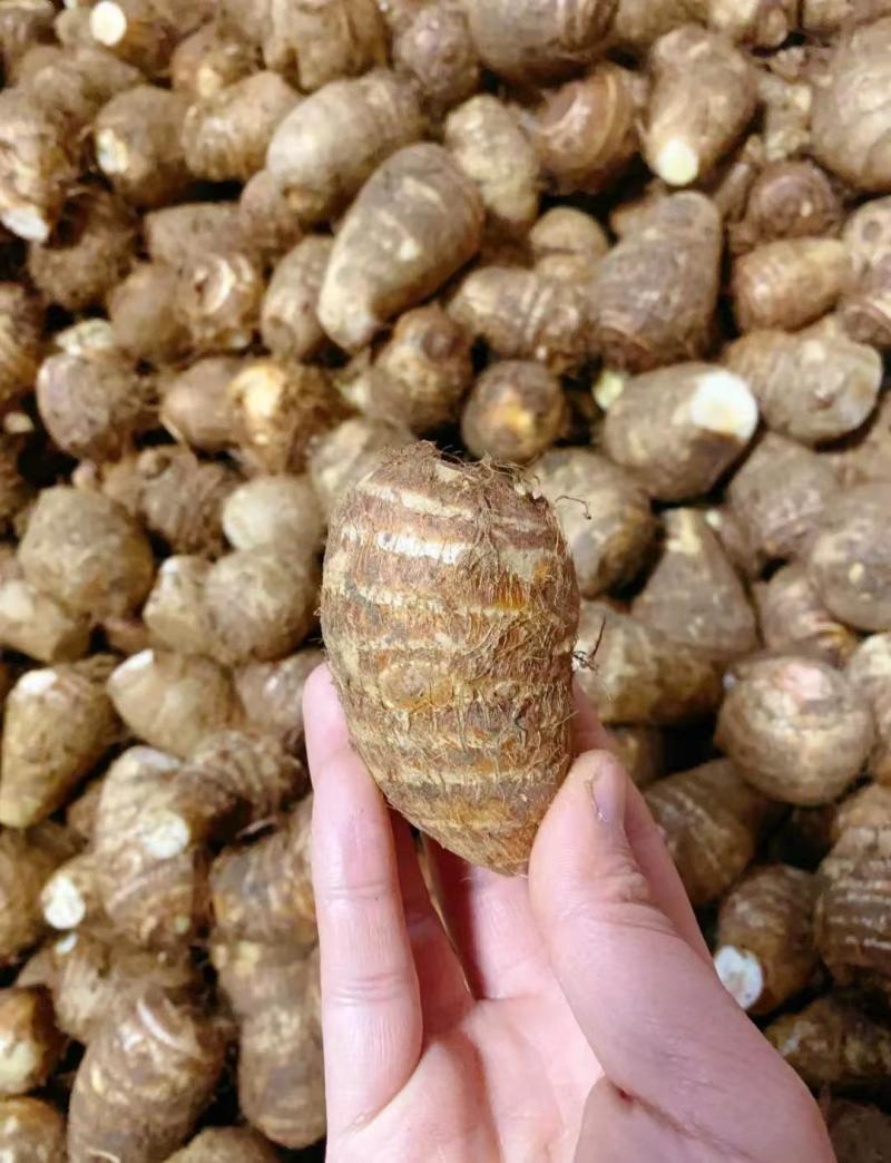 山东芋头豆包芋头8520芋头货源充足产地直发