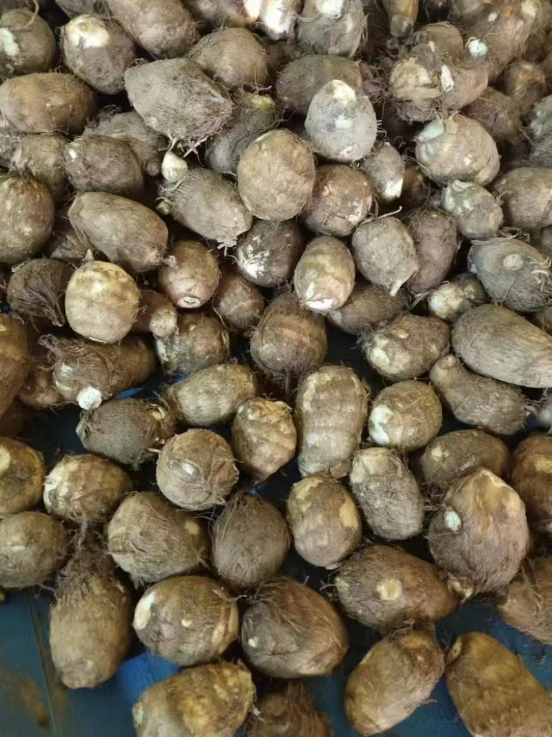 山东芋头豆包芋头8520芋头货源充足产地直发