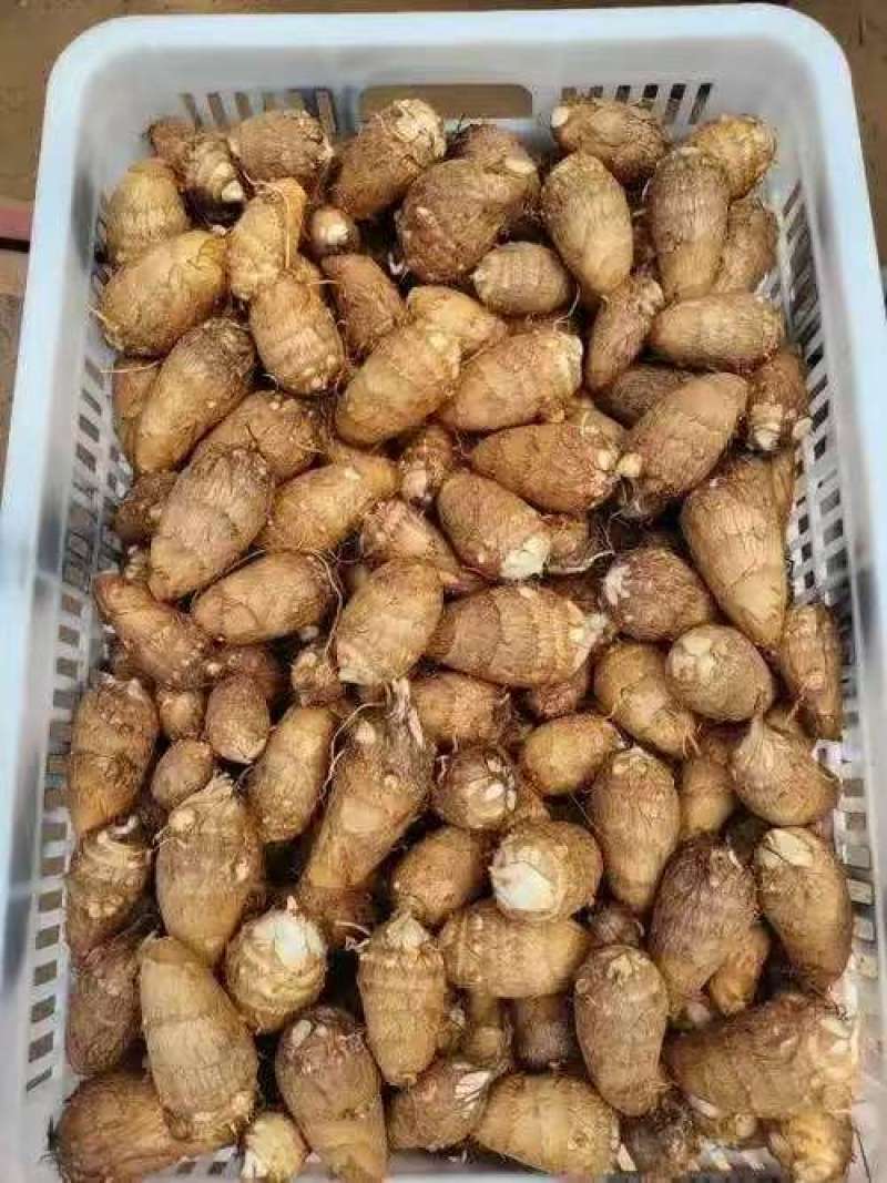 山东芋头豆包芋头8520芋头货源充足产地直发