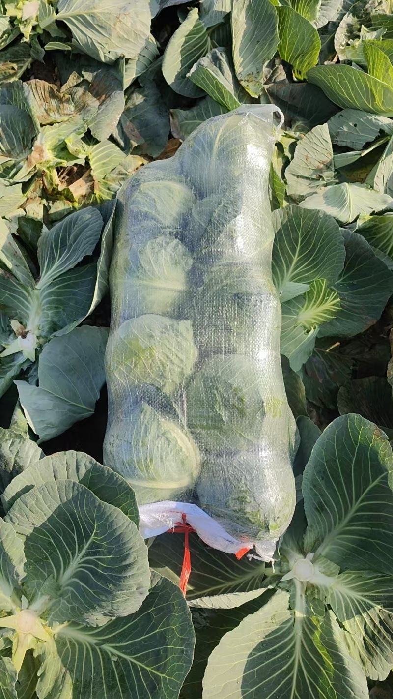 【精品甘蓝】湖北甘蓝/产地直发/供应市场电商/欢迎来电