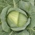 【精品推荐】湖北甘蓝/湖北包菜/圆包菜/自家种植