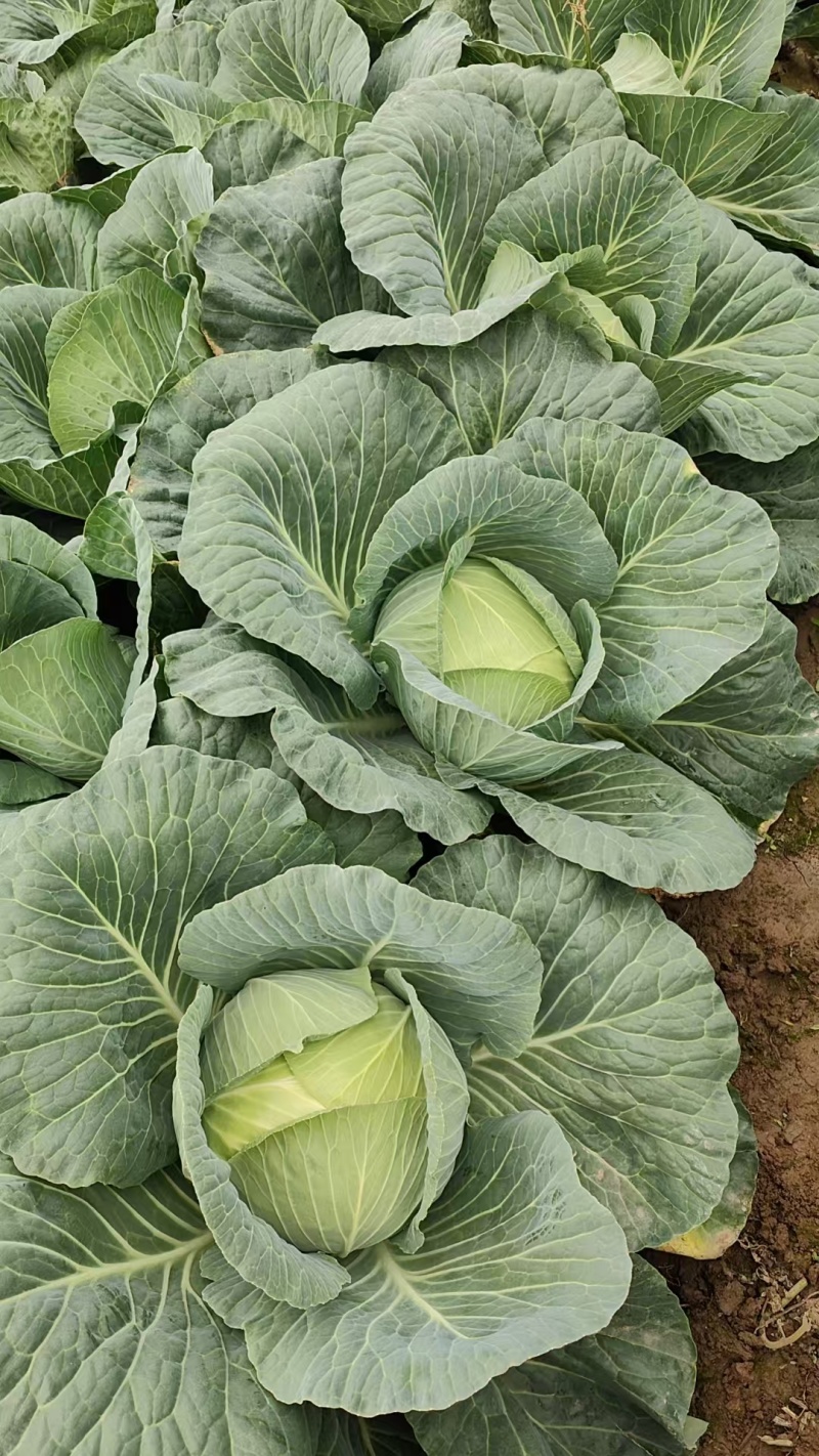【精品推荐】湖北甘蓝/湖北包菜/圆包菜/自家种植