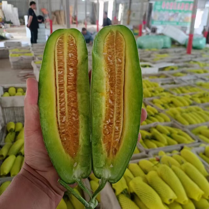 【实力】博洋61甜瓜超越六一羊角蜜甜瓜看棚定货口感好产地