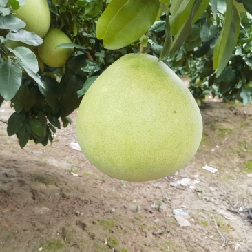 白心柚密柚