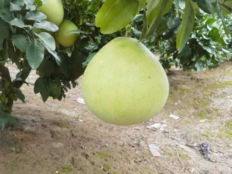 白心柚密柚