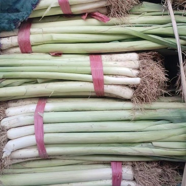 精品老蒜苗市场加工厂货