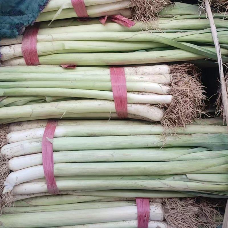 精品老蒜苗市场加工厂货