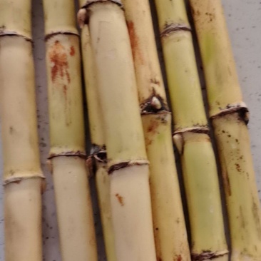广西木格白玉甘蔗清甜每天可以大量供应欢迎各位老板