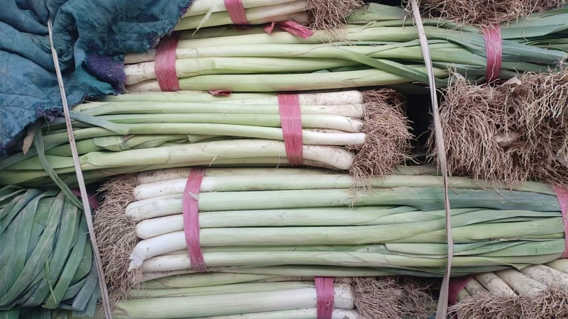 精品老蒜苗市场加工厂货
