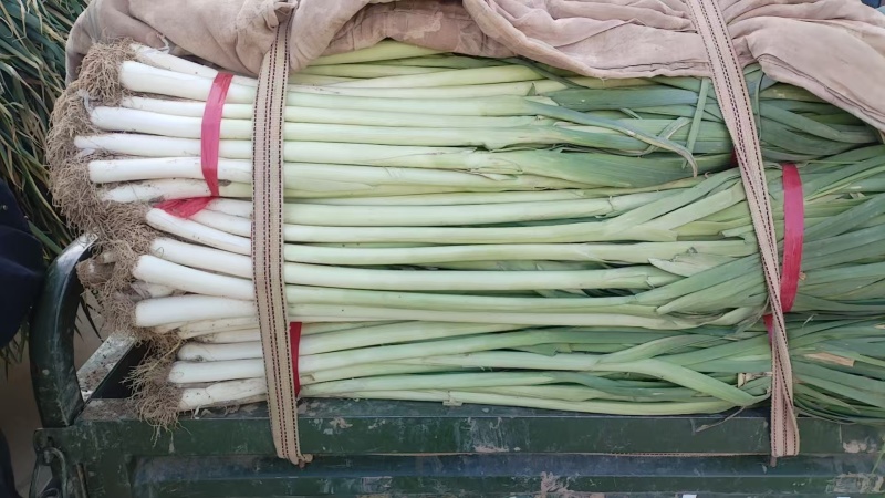 精品老蒜苗市场加工厂货
