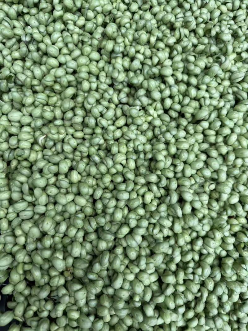 活体黑豆苗黑豆苗农场直供量大从优价格美丽欢迎来电