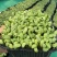 活体黑豆苗黑豆苗农场直供量大从优价格美丽欢迎来电