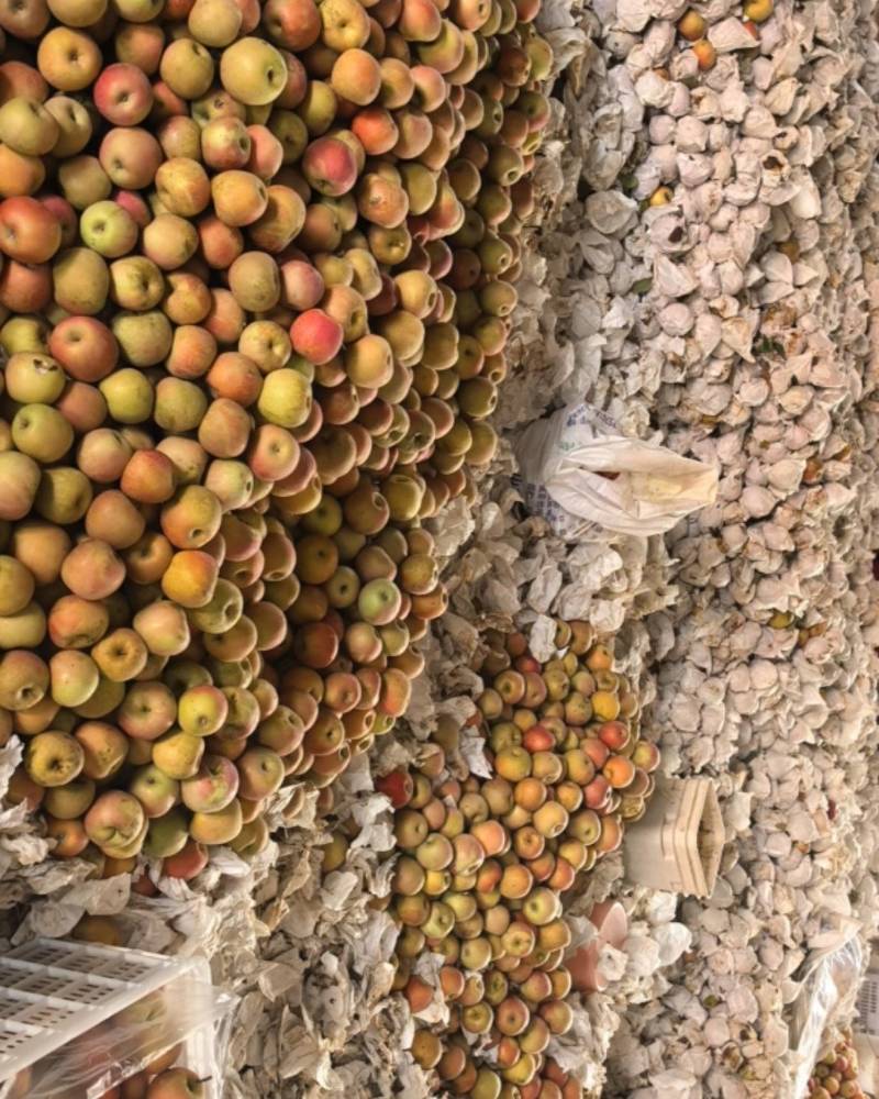 红富士苹果，山东响富品种，小时候的味道