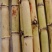 广西木格白玉甘蔗清甜每天可以大量供应欢迎各位老板