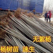 南林无飘絮速生杨3804杨白杨树红叶杨3412杨品种齐全