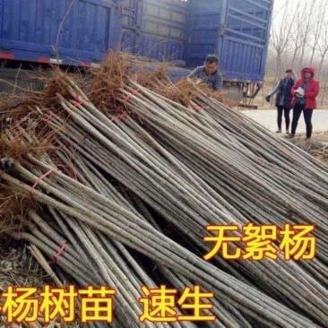 南林无飘絮速生杨3804杨白杨树红叶杨3412杨品种齐全