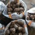 山东牛奶芋头，豆包芋头，8520货源充足常年供应