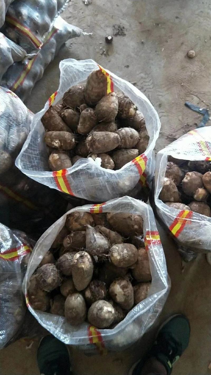 山东牛奶芋头，豆包芋头，8520货源充足常年供应