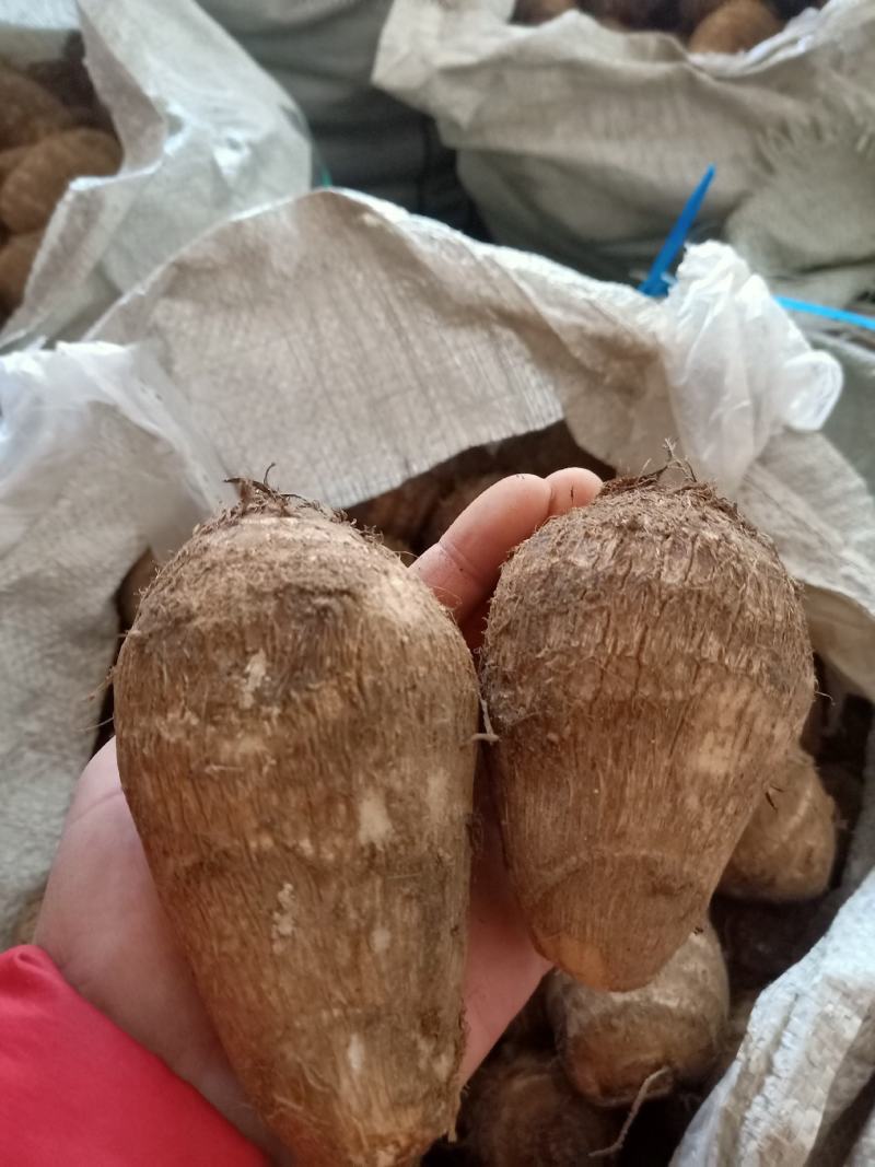 山东牛奶芋头，豆包芋头，8520货源充足常年供应