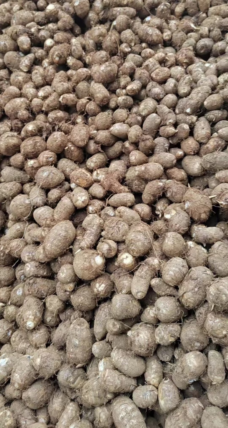 山东牛奶芋头，豆包芋头，8520货源充足常年供应