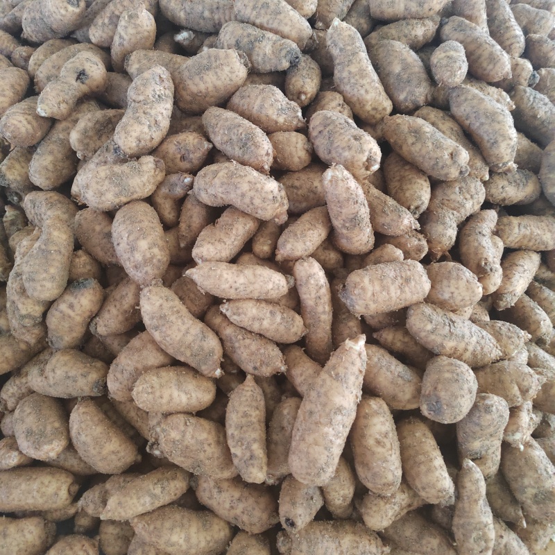 新鲜天麻，干片