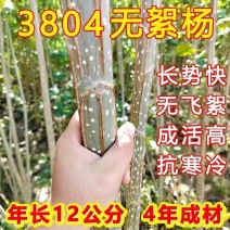 【正宗】3804无絮杨树苗速生杨树苗南林3412大叶白杨
