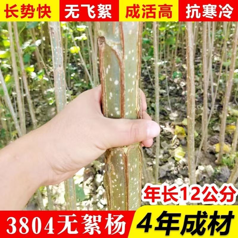 【正宗】3804无絮杨树苗速生杨树苗南林3412大叶白杨