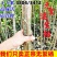【正宗】3804无絮杨树苗速生杨树苗南林3412大叶白杨