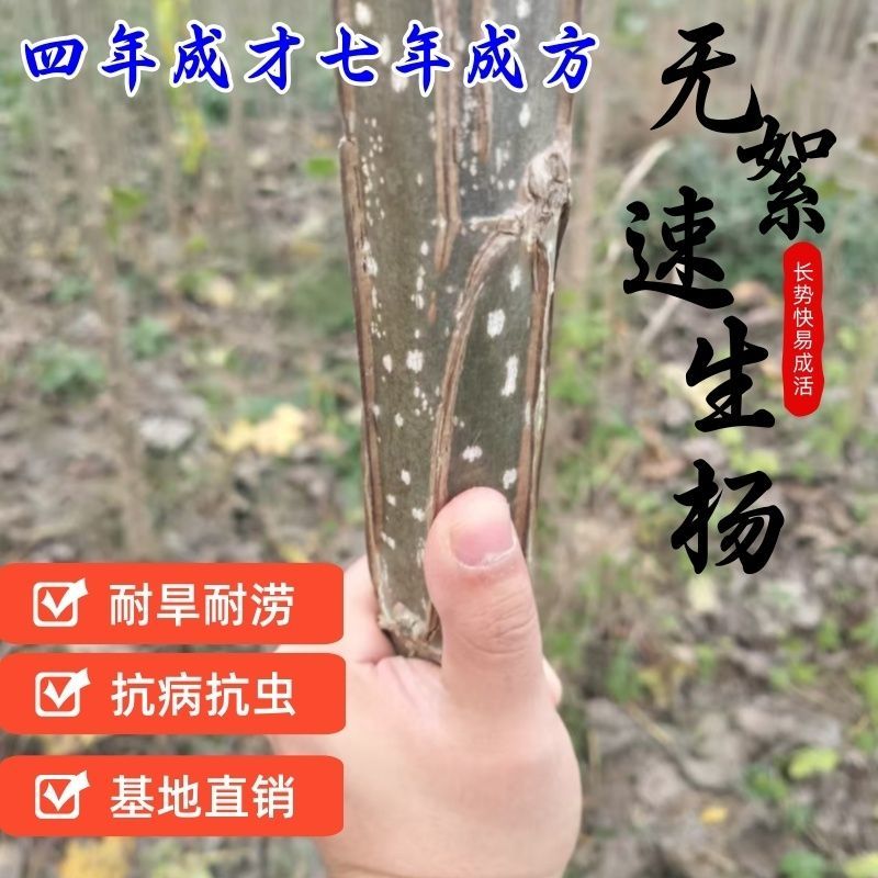 【正宗】3804无絮杨树苗速生杨树苗南林3412大叶白杨
