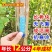 【正宗】3804无絮杨树苗速生杨树苗南林3412大叶白杨