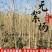 【正宗】3804无絮杨树苗速生杨树苗南林3412大叶白杨