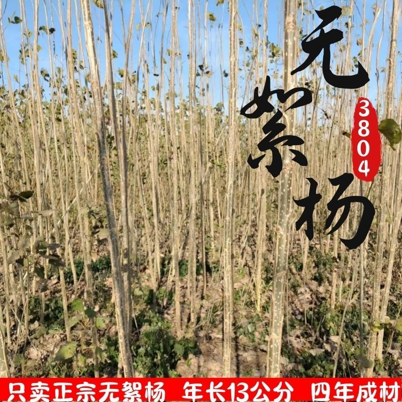 【正宗】3804无絮杨树苗速生杨树苗南林3412大叶白杨