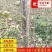 【正宗】3804无絮杨树苗速生杨树苗南林3412大叶白杨