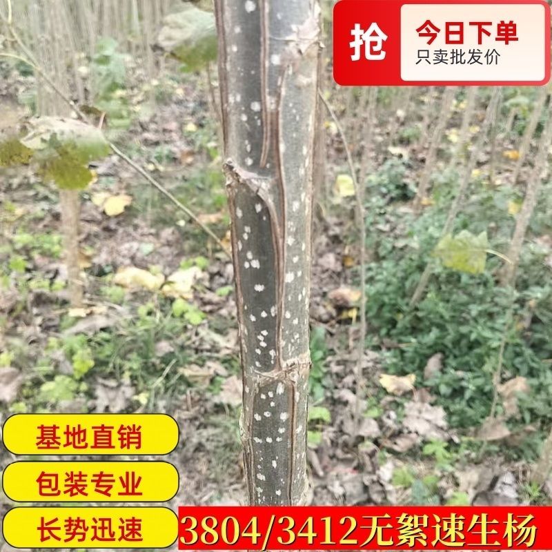 【正宗】3804无絮杨树苗速生杨树苗南林3412大叶白杨