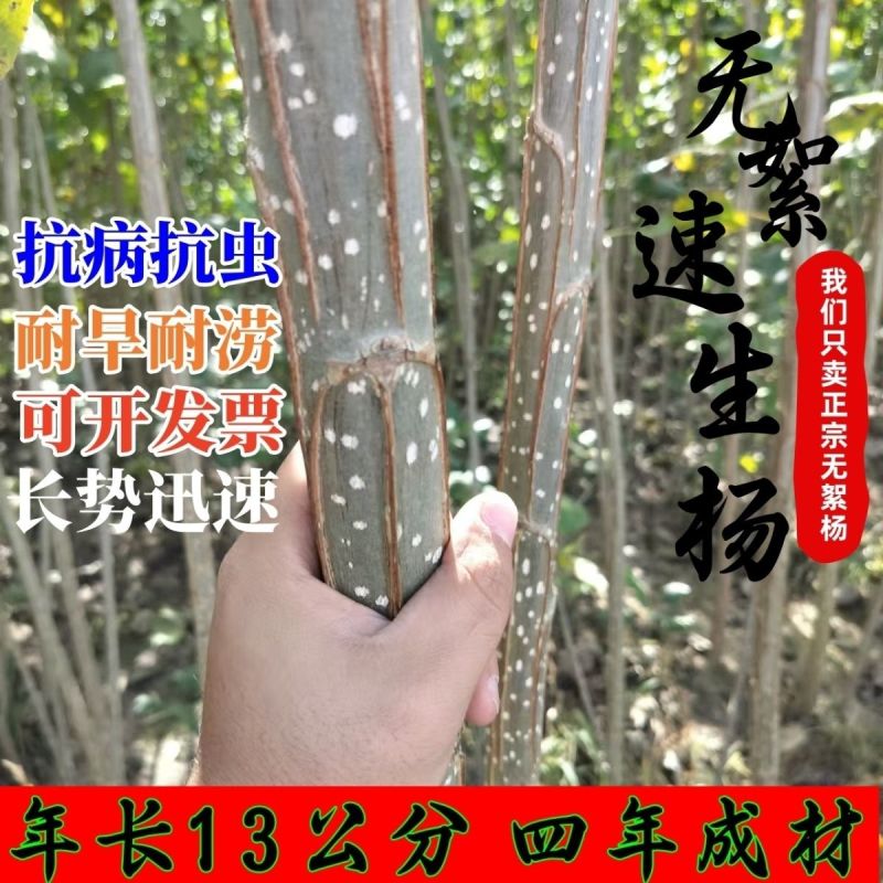 【正宗】3804无絮杨树苗速生杨树苗南林3412大叶白杨