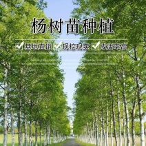正宗3804无絮速生杨南林3412无絮速生杨树苗不开花