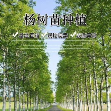 正宗3804无絮速生杨南林3412无絮速生杨树苗不开花