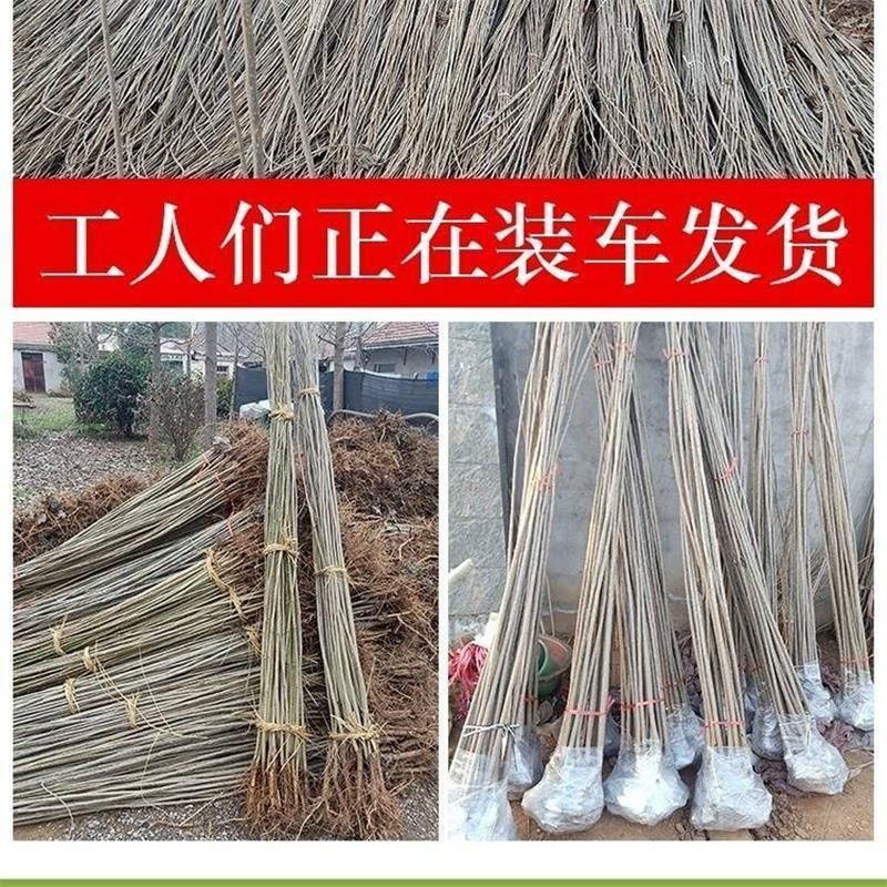正宗3804无絮速生杨南林3412无絮速生杨树苗不开花