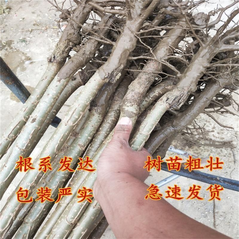 正宗3804无絮速生杨南林3412无絮速生杨树苗不开花