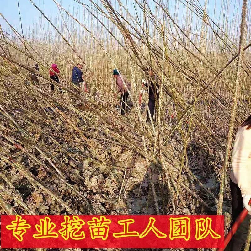 正宗3804无絮速生杨南林3412无絮速生杨树苗不开花