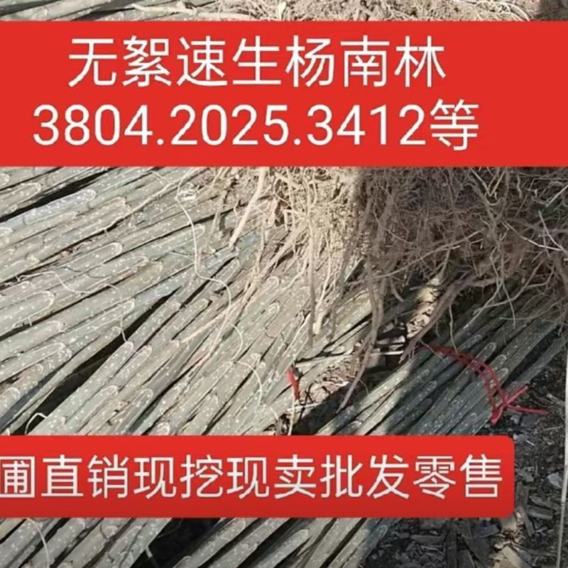 正宗3804无絮速生杨南林3412无絮速生杨树苗不开花