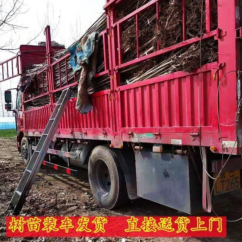 正宗3804无絮速生杨南林3412无絮速生杨树苗不开花