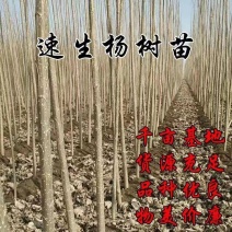 速生杨树苗3804杨树苗白杨树苗无絮园林绿化树苗扦插条扦