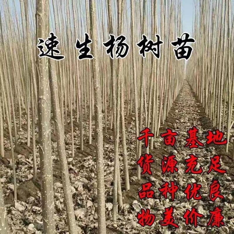 速生杨树苗3804杨树苗白杨树苗无絮园林绿化树苗扦插条扦