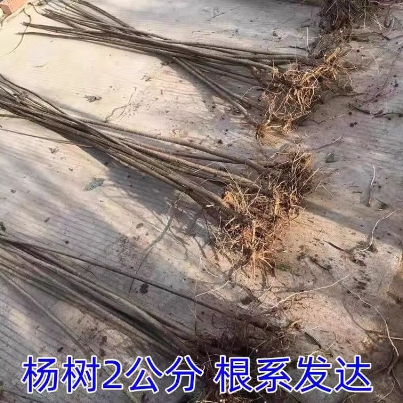 速生杨树苗3804杨树苗白杨树苗无絮园林绿化树苗扦插条扦