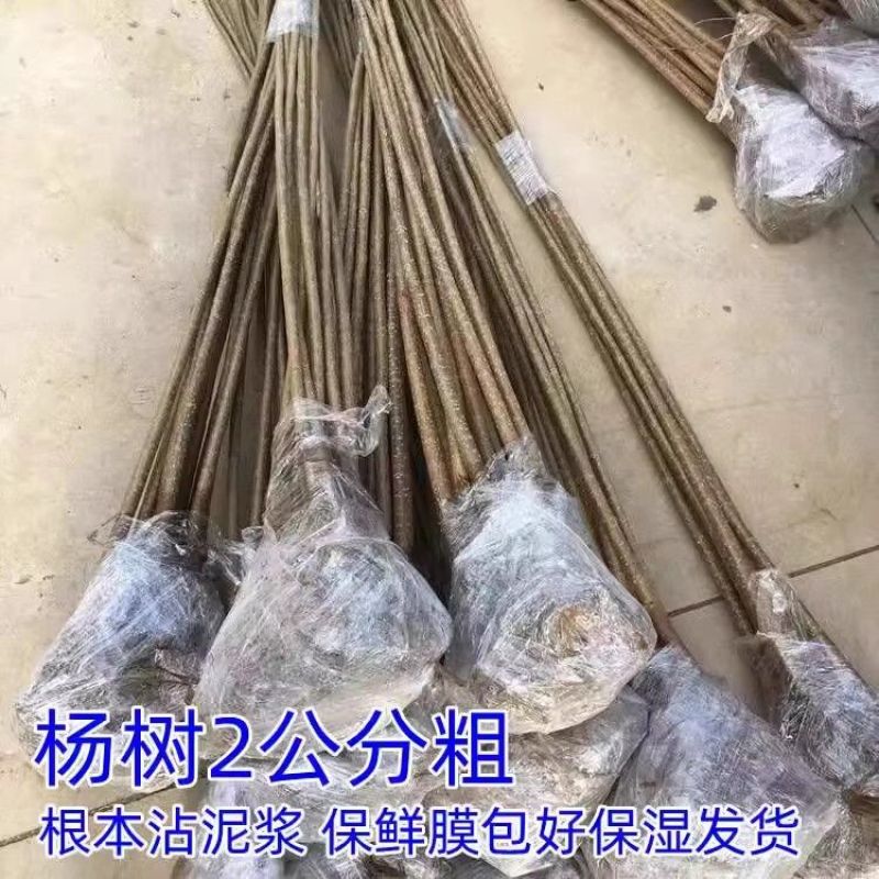 速生杨树苗3804杨树苗白杨树苗无絮园林绿化树苗扦插条扦