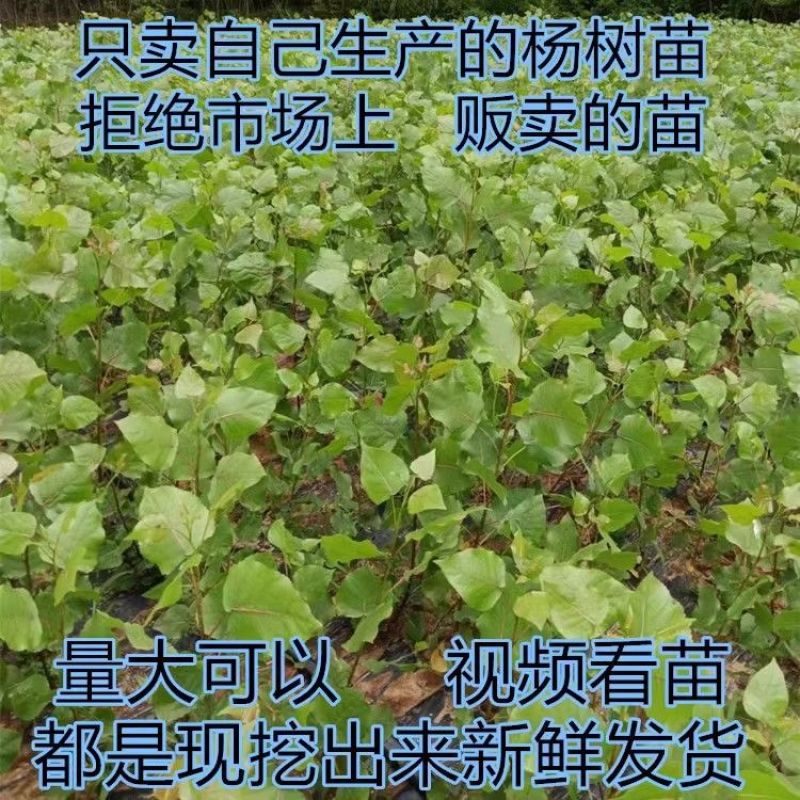 速生杨树苗3804杨树苗白杨树苗无絮园林绿化树苗扦插条扦