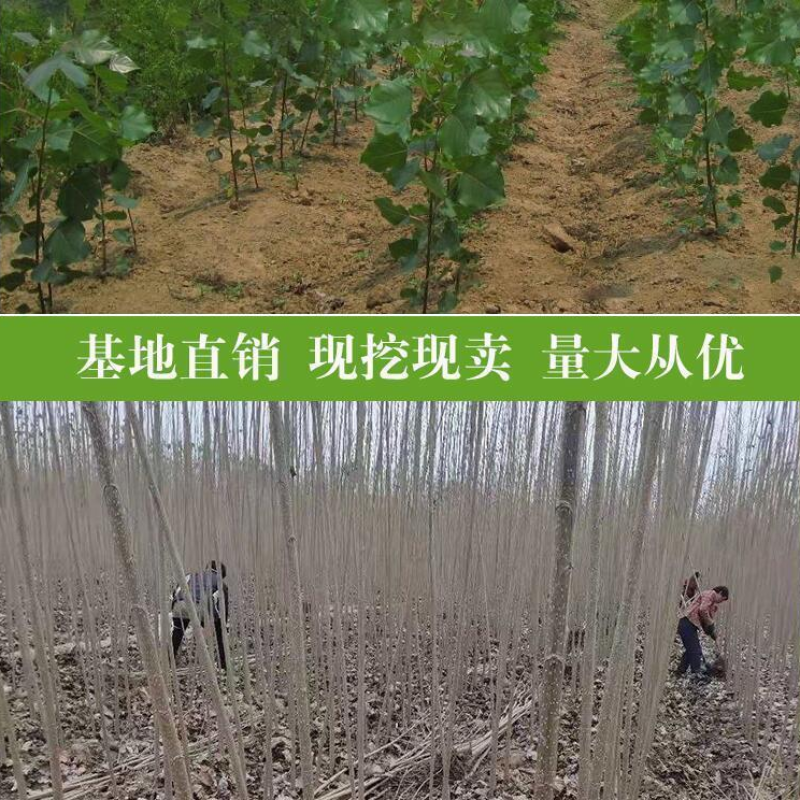 速生杨树苗3804杨树苗白杨树苗无絮园林绿化树苗扦插条扦