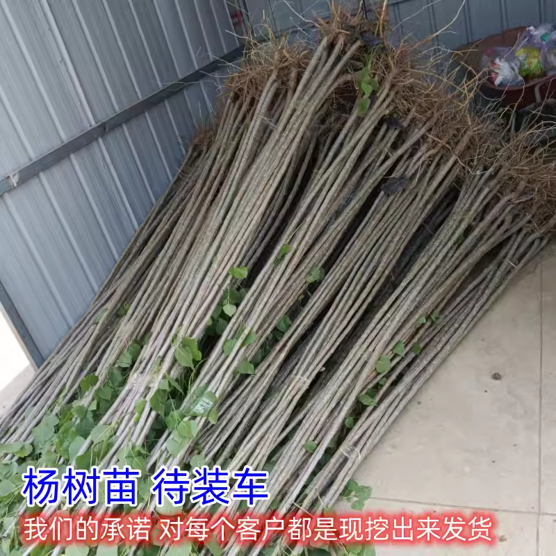 速生杨树苗3804杨树苗白杨树苗无絮园林绿化树苗扦插条扦