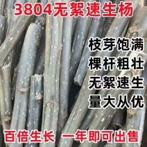 速生杨树苗3804杨树苗白杨树苗无絮园林绿化树苗扦插条